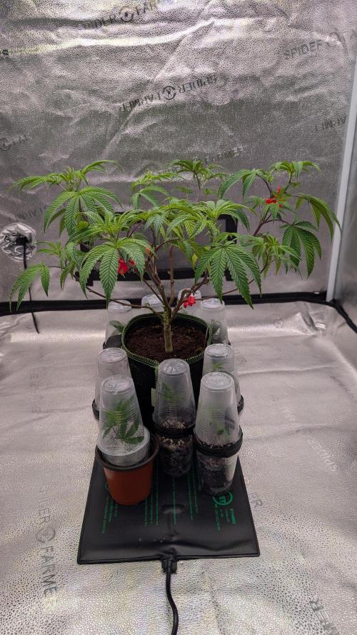 Blueberry Spider. Week 7