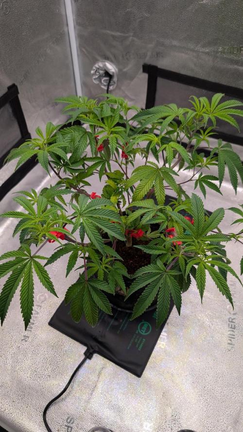 Blueberry Spider. Week 7