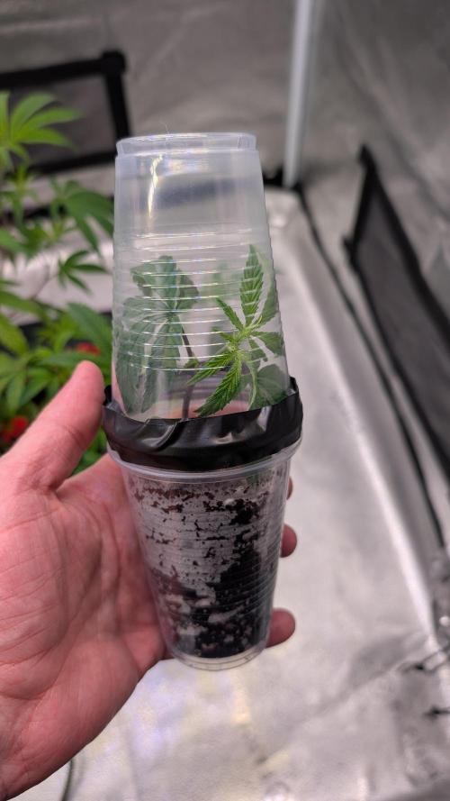 Blueberry Spider (Clones Run). Week 1