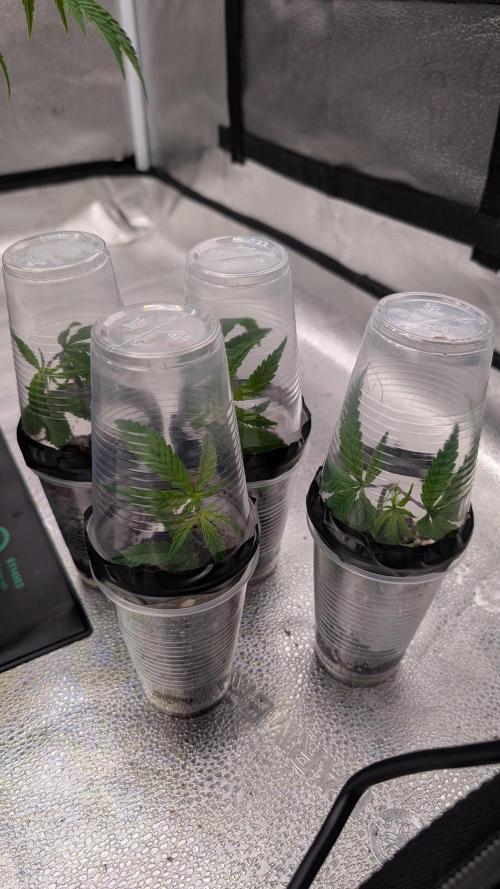 Blueberry Spider (Clones Run). Week 1