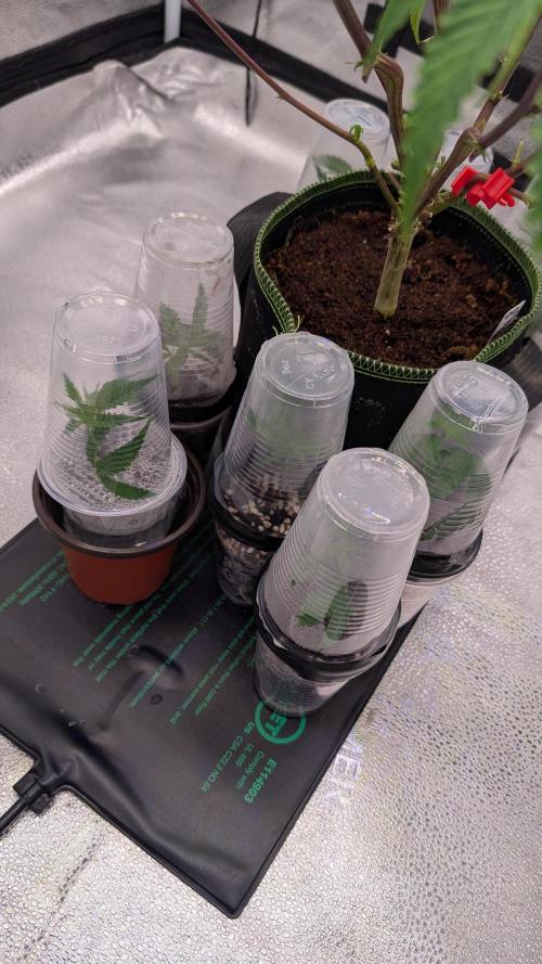 Blueberry Spider (Clones Run). Week 1