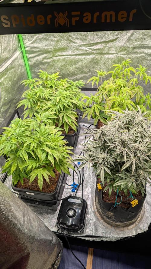 Nova 91 x OC Runtz. Week 8