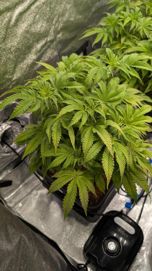 Nova 91 x OC Runtz. Week 8