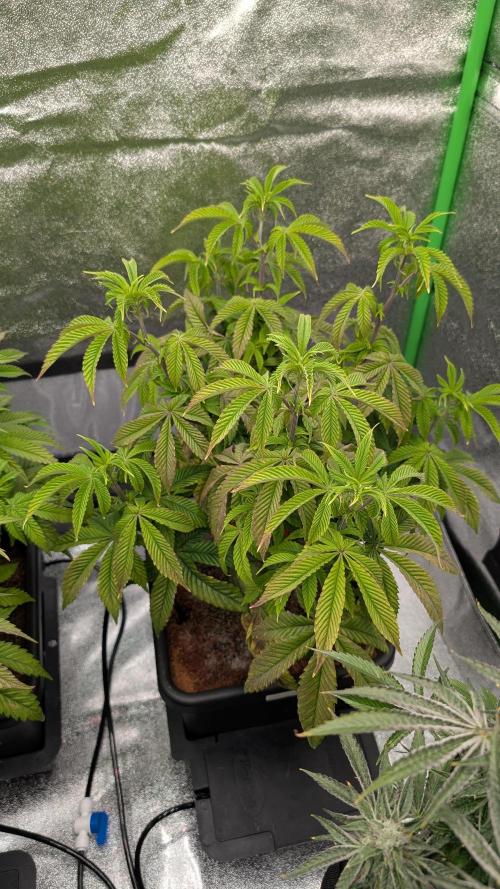 Nova 91 x OC Runtz. Week 8