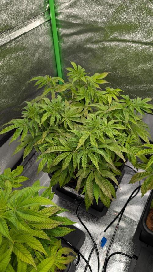 Nova 91 x OC Runtz. Week 8