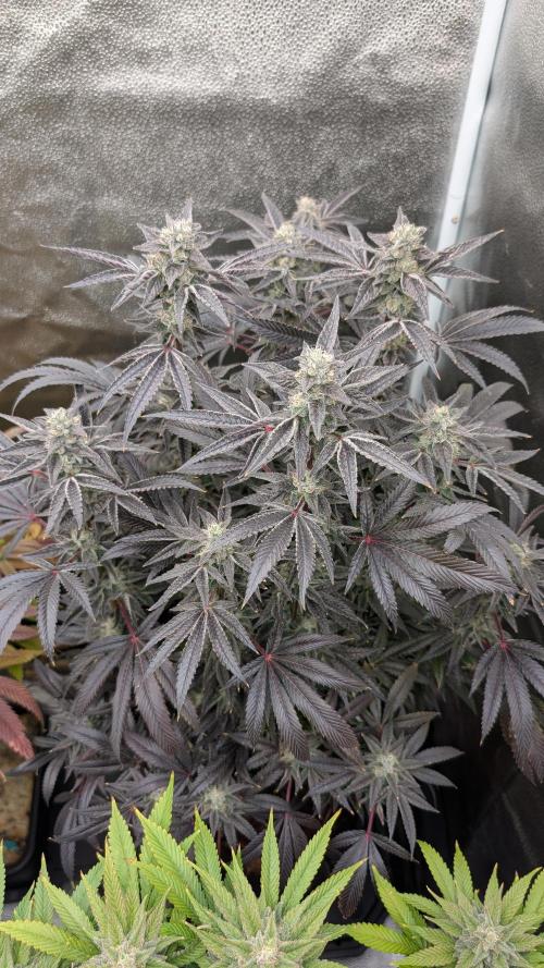 OC Runtz & OG Kush. Week 15 - OCR 1