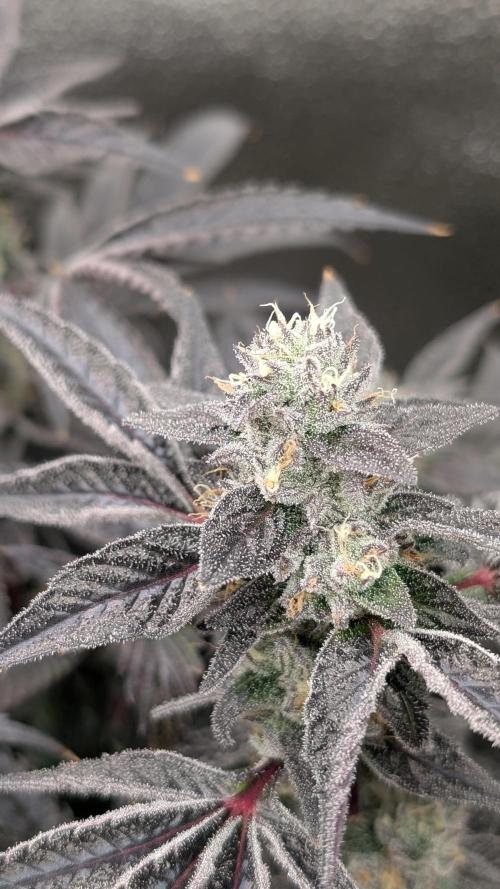 OC Runtz & OG Kush. Week 15 - OCR 1