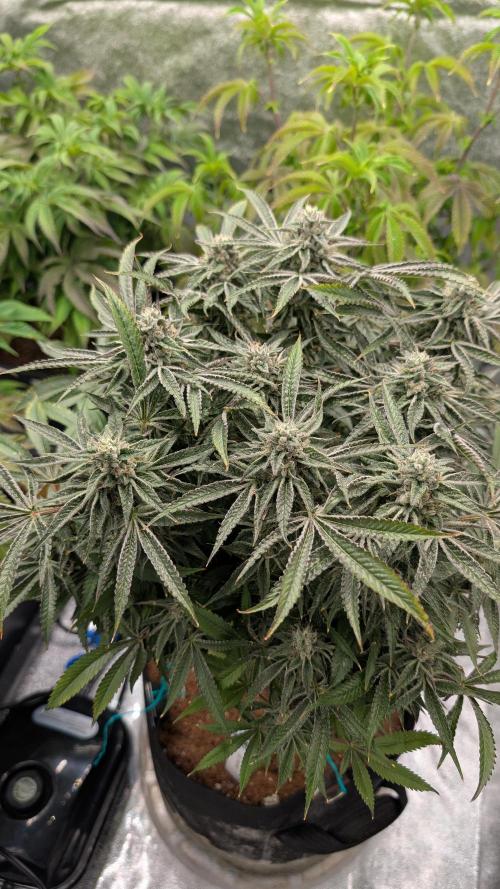 OC Runtz & OG Kush. Week 15 - OCR 2