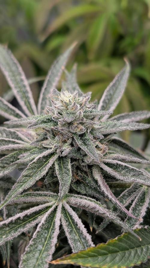 OC Runtz & OG Kush. Week 15 - OCR 2