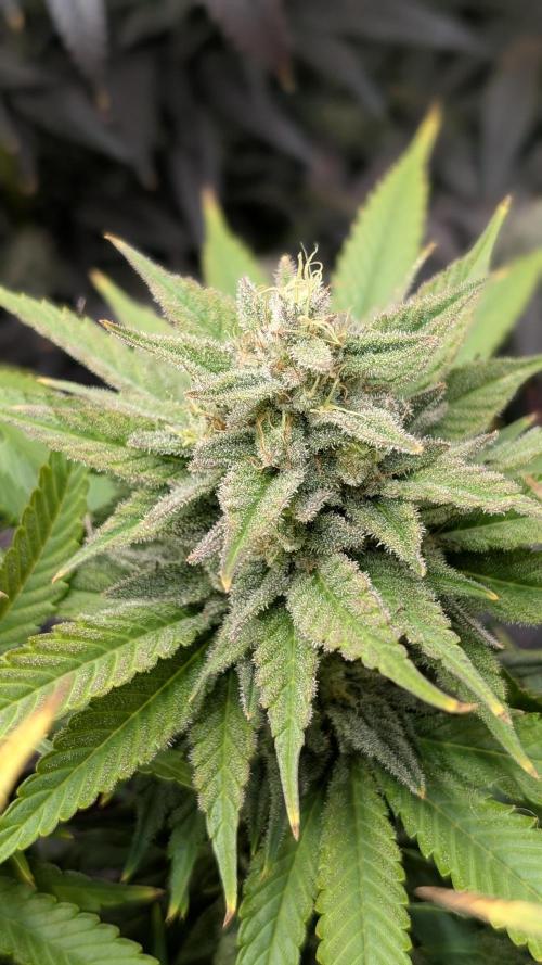 OC Runtz & OG Kush. Week 15 - OGK