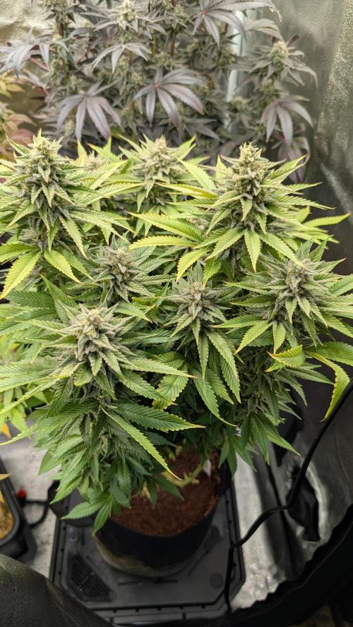 OC Runtz & OG Kush. Week 15 - OGK