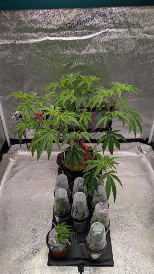 Blueberry Spider. Week 8