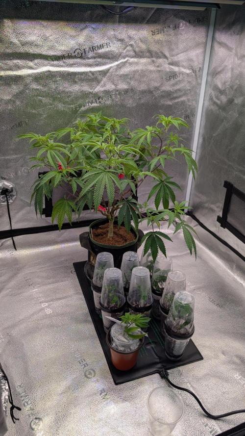 Blueberry Spider. Week 8