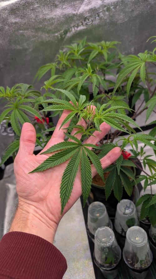 Blueberry Spider. Week 8