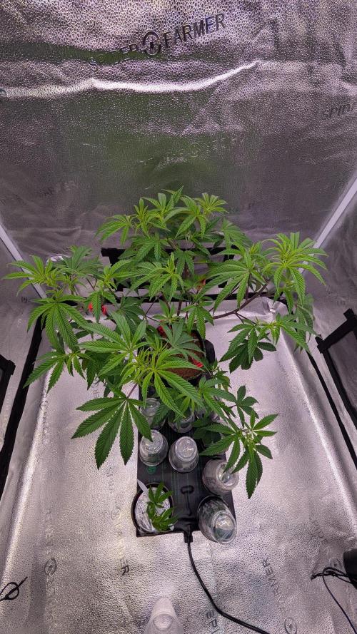 Blueberry Spider. Week 8