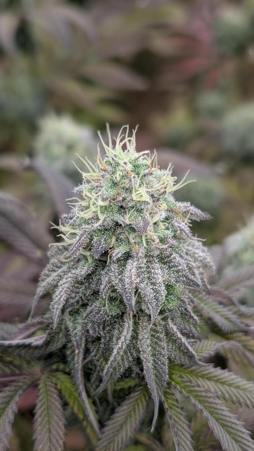 Dumpstar & Grandpa's Stash. Week 12 - Grandpa's Stash 