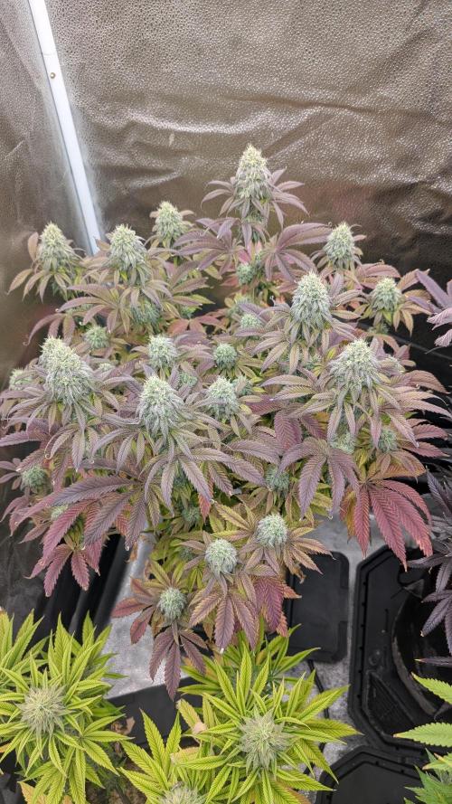 Dumpstar & Grandpa's Stash. Week 12 - Grandpa's Stash 