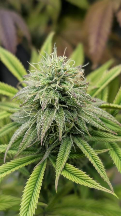 Dumpstar & Grandpa's Stash. Week 12 - Dumpstar 