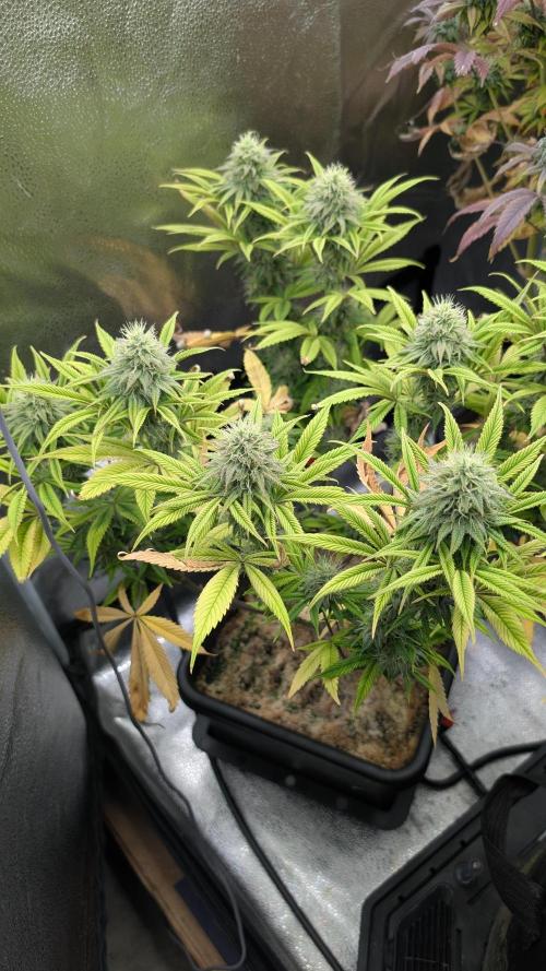 Dumpstar & Grandpa's Stash. Week 12 - Dumpstar 