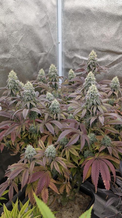 Dumpstar & Grandpa's Stash. Week 12