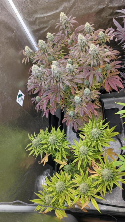 Dumpstar & Grandpa's Stash. Week 12