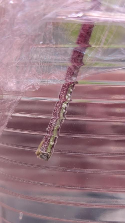 Blueberry Spider (Clones Run). Week 2