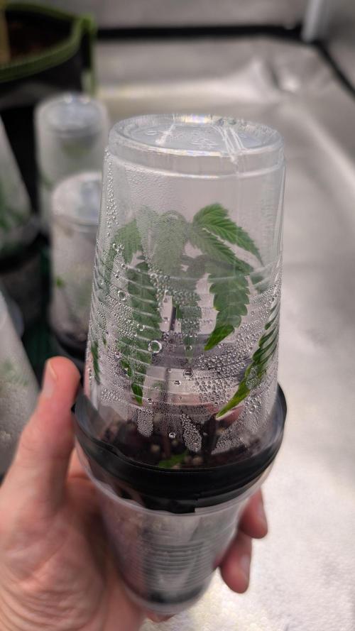 Blueberry Spider (Clones Run). Week 2