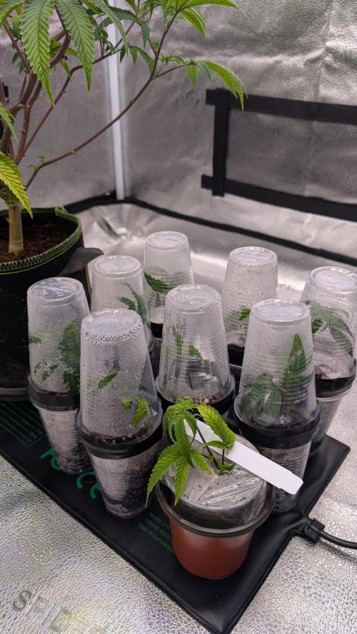 Blueberry Spider (Clones Run). Week 2