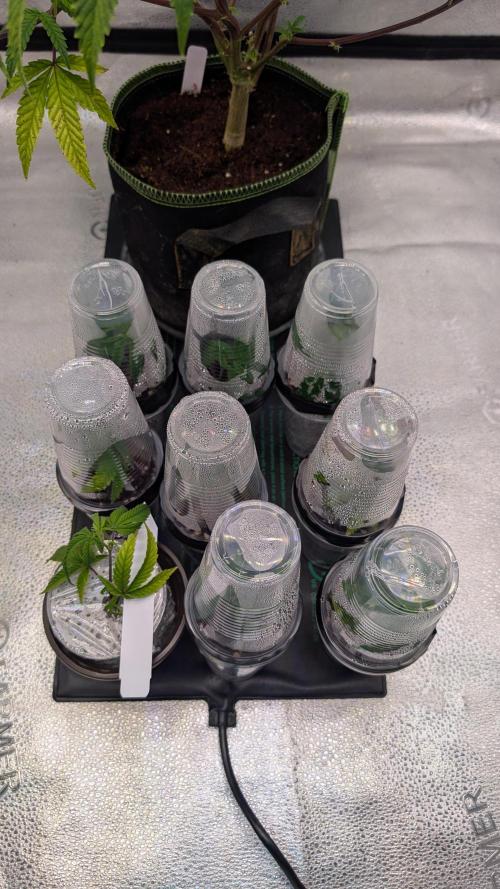 Blueberry Spider (Clones Run). Week 2