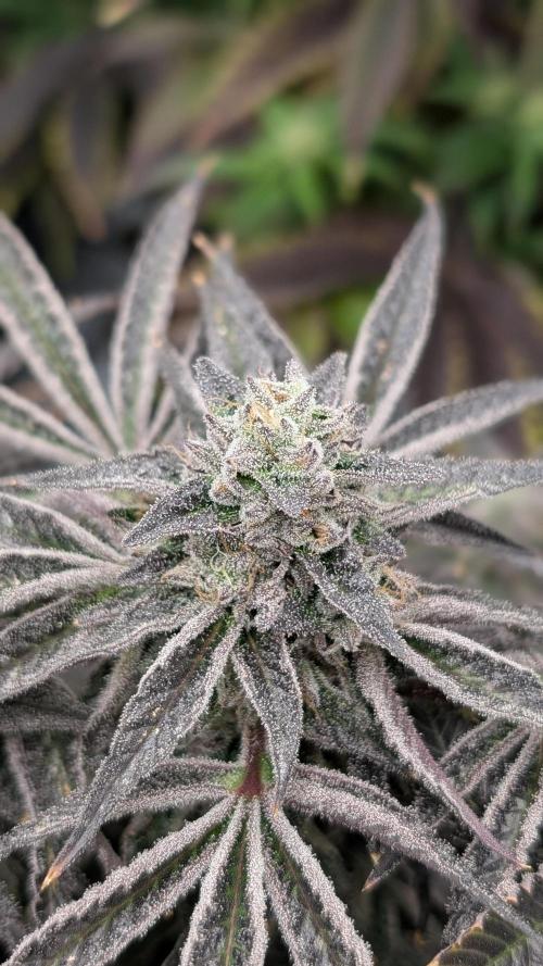 OC Runtz & OG Kush. Week 16