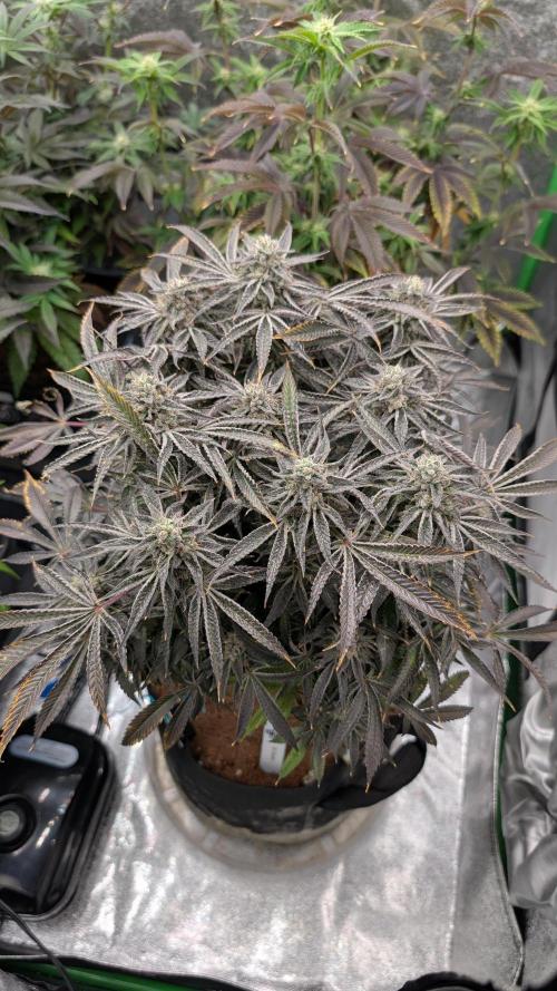 OC Runtz & OG Kush. Week 16