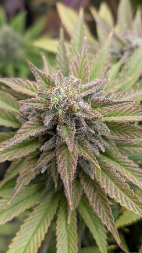 OC Runtz & OG Kush. Week 16