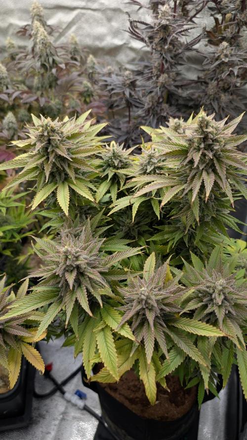 OC Runtz & OG Kush. Week 16