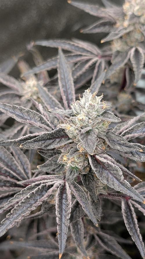 OC Runtz & OG Kush. Week 16