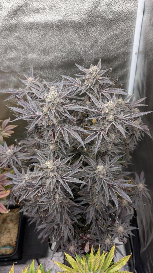 OC Runtz & OG Kush. Week 16