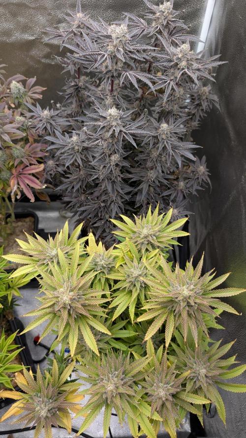 OC Runtz & OG Kush. Week 16