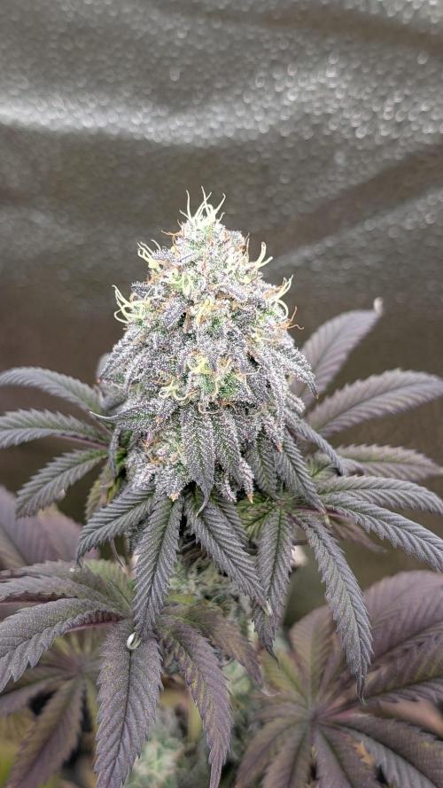 Dumpstar & Grandpa's Stash. Week 13