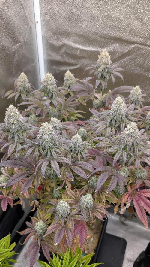 Dumpstar & Grandpa's Stash. Week 13