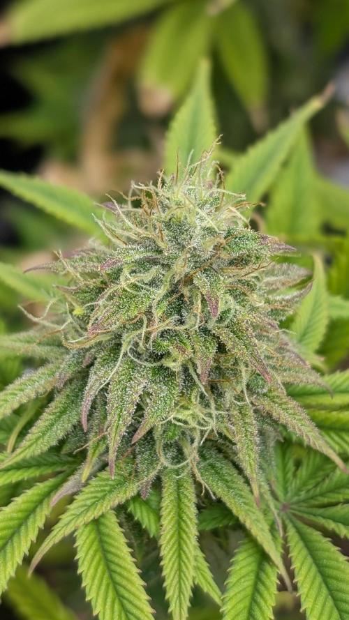 Dumpstar & Grandpa's Stash. Week 13