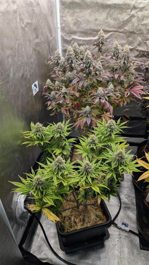 Dumpstar & Grandpa's Stash. Week 13