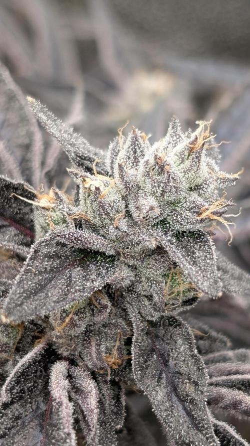 OC Runtz & OG Kush. Week 16