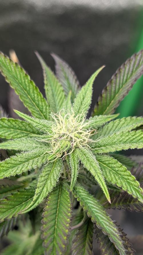 Nova 91 x OC Runtz. Week 10