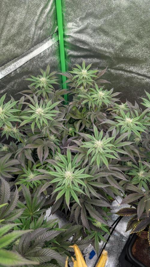 Nova 91 x OC Runtz. Week 10