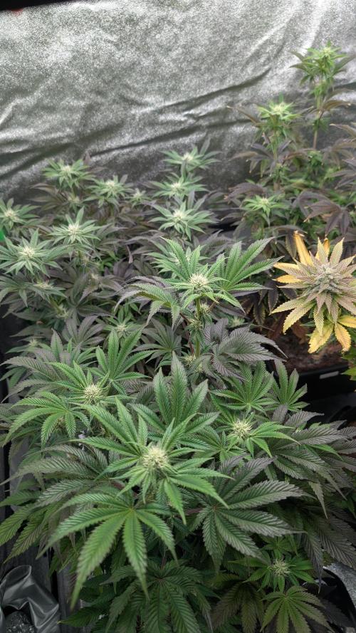 Nova 91 x OC Runtz. Week 10