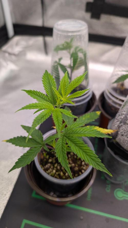 Blueberry Spider (Clones Run). Week 4