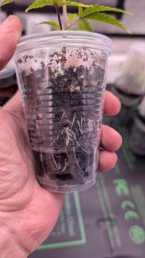 Blueberry Spider (Clones Run). Week 4