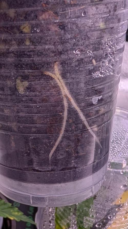 Blueberry Spider (Clones Run). Week 4