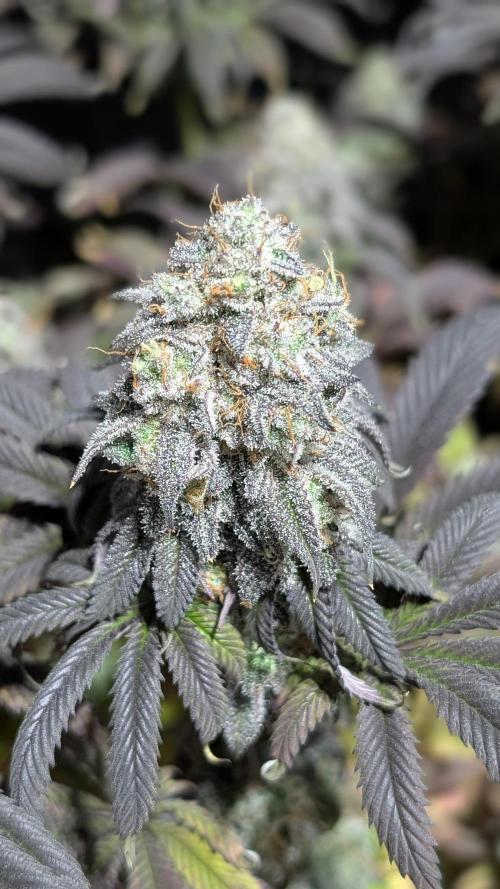 Dumpstar & Grandpa's Stash. Week 14