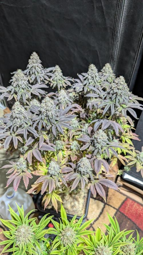 Dumpstar & Grandpa's Stash. Week 14