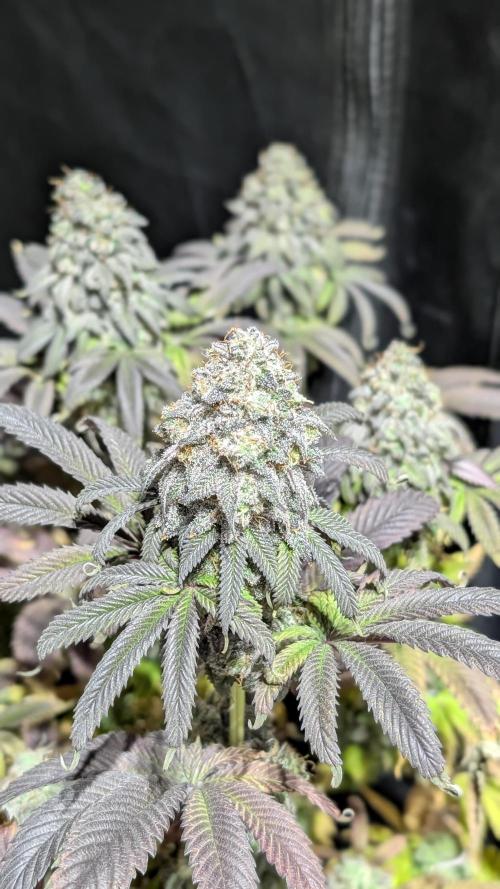 Dumpstar & Grandpa's Stash. Week 14